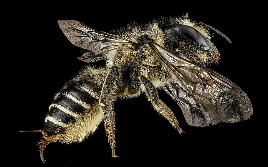 black and brown fly, leafcutter bee, macro, pollinator, bug HD wallpaper