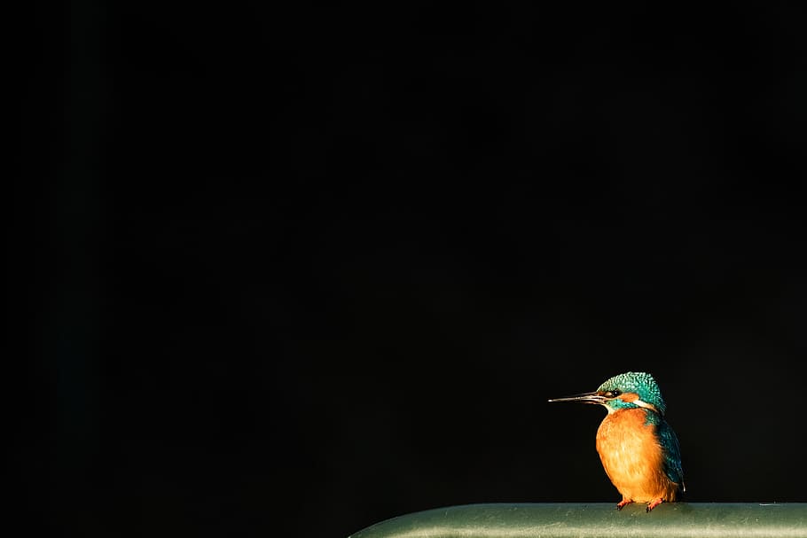 orange and green king fisher, blue and orange bird, bird on railing, HD wallpaper