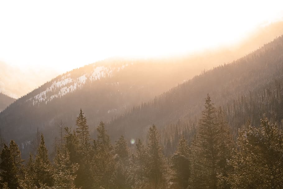 green leaf trees on mountain, forest on mountain with fog, view HD wallpaper