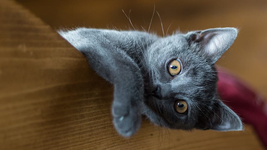 gray kitten on brown wooden panel, carthusian, cat, animal themes HD wallpaper