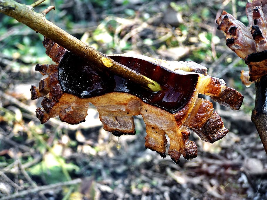 barbecue, bacon, spit, nature, close-up, focus on foreground HD wallpaper