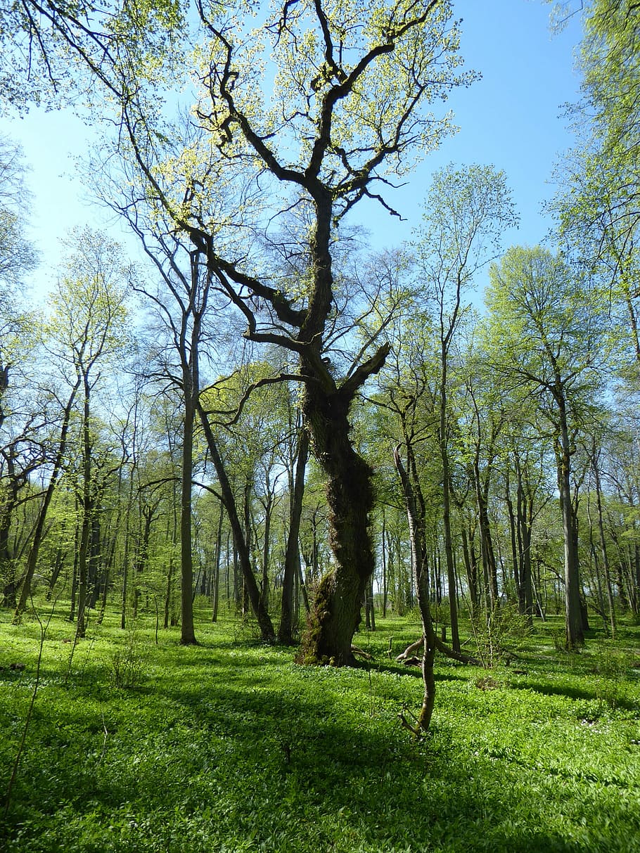Spring, Flowers, Kinnekulle, tree, nature, grass, green color HD wallpaper