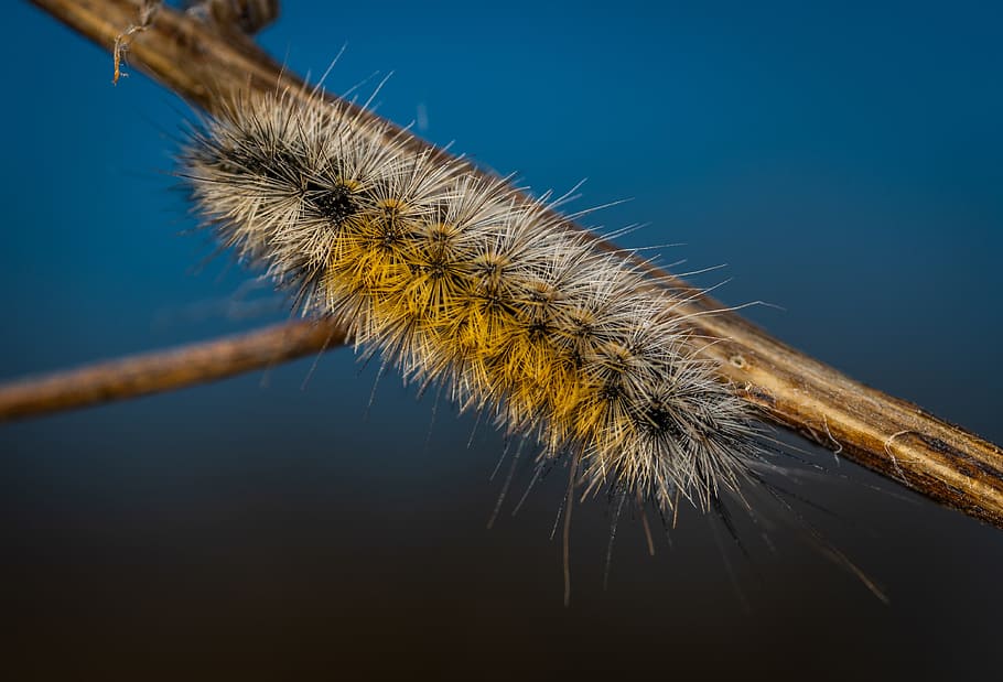 nature, insect, krupnyj plan, macro, plant, close-up, no people HD wallpaper