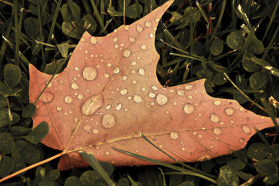 leaf, fall, autumn, maple, brown, seasonal, texture, macro photography HD wallpaper