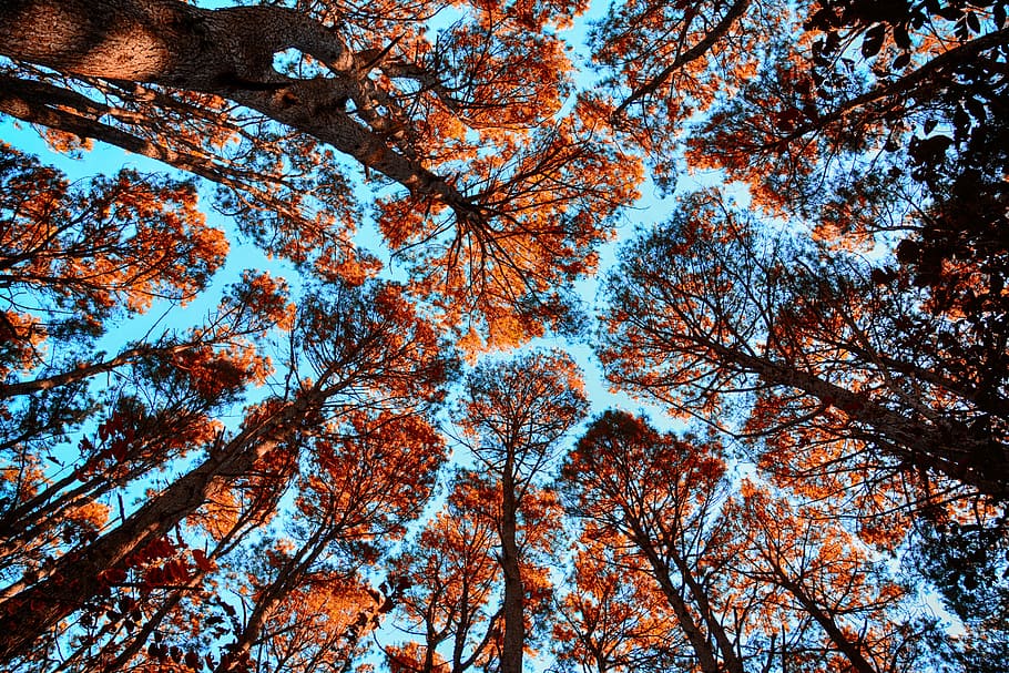Forest, Trees, Nature, autumn, outdoors, sky, leaf, sunlight HD wallpaper