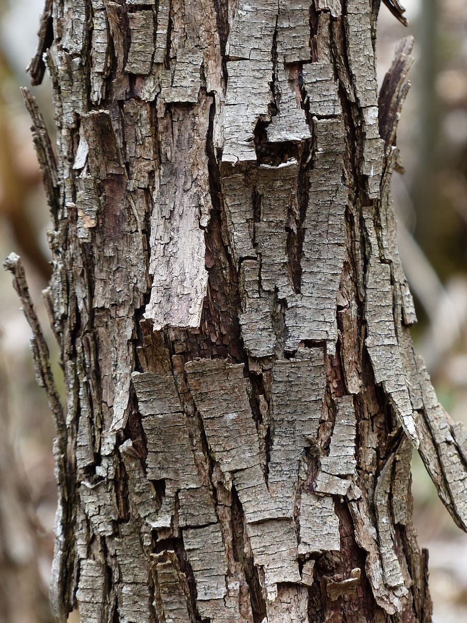 Tree, Bark, Dry, Flake, tree trunk, wood - material, textured HD wallpaper