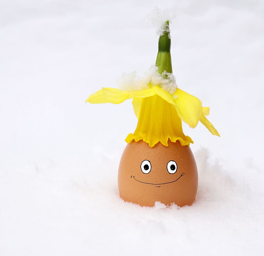 egg, easter, easter egg, blossom, bloom, flower, winter, snow HD wallpaper