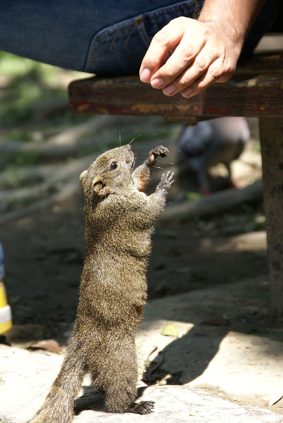 squirrel, park, nature, cute, rodent, funny, animal, outdoors HD wallpaper