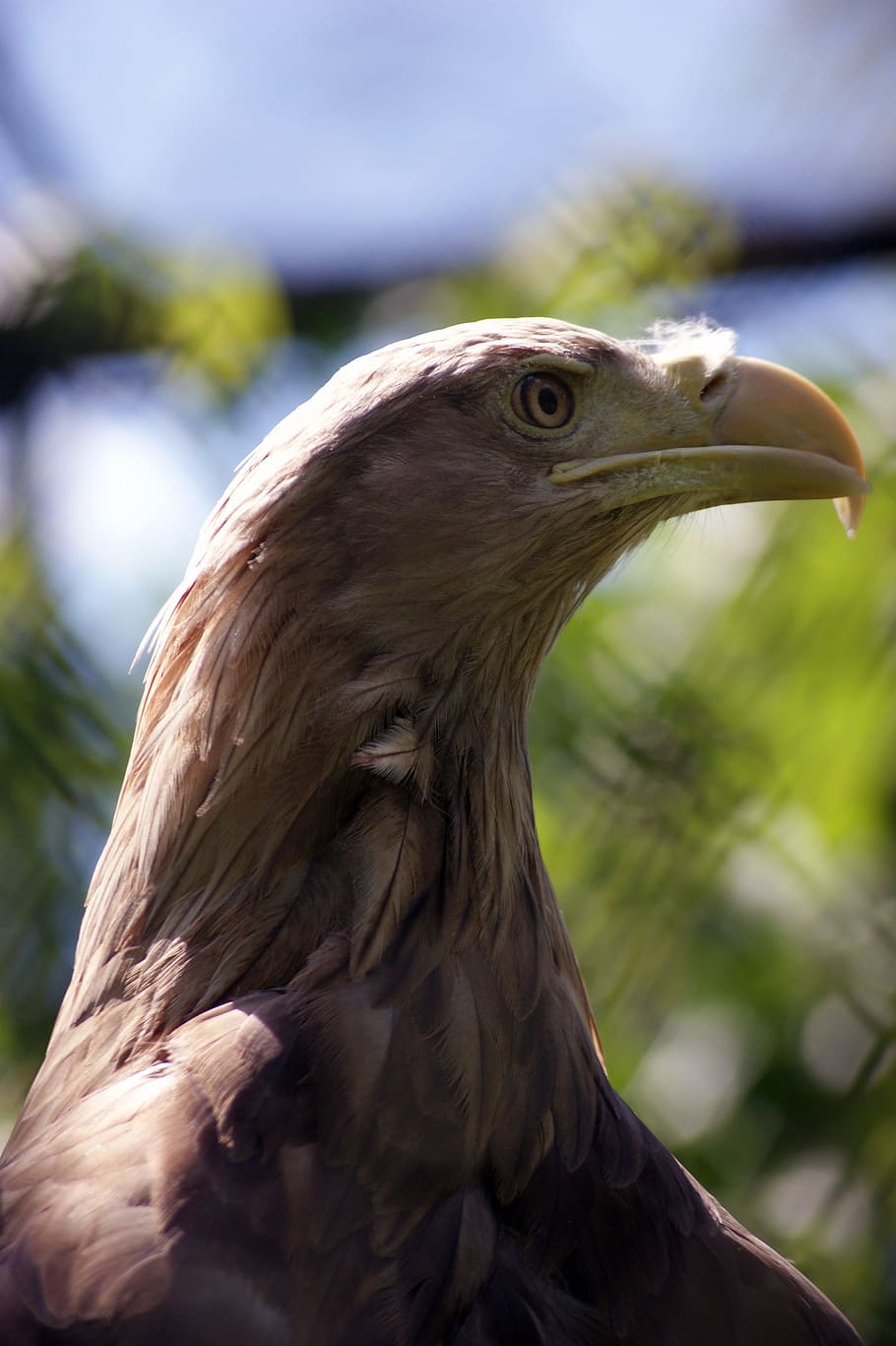 Eagle, Bird, Majesty, Beak, Outside, wild, one animal, animal wildlife HD wallpaper