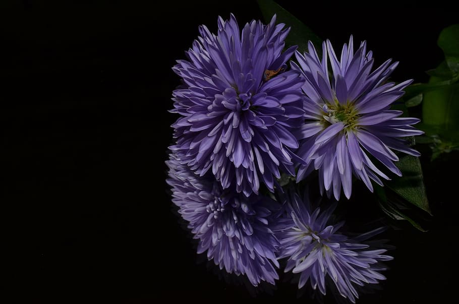 aster, flower, purple, flowering plant, petal, fragility, vulnerability HD wallpaper
