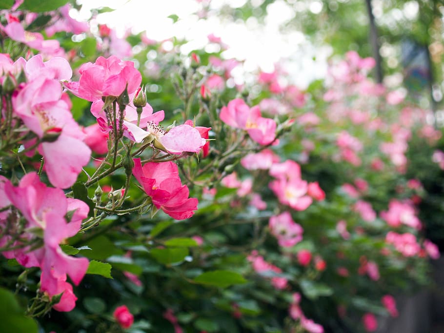 spring, flower, flowers, background, spring flower, flowering plant HD wallpaper