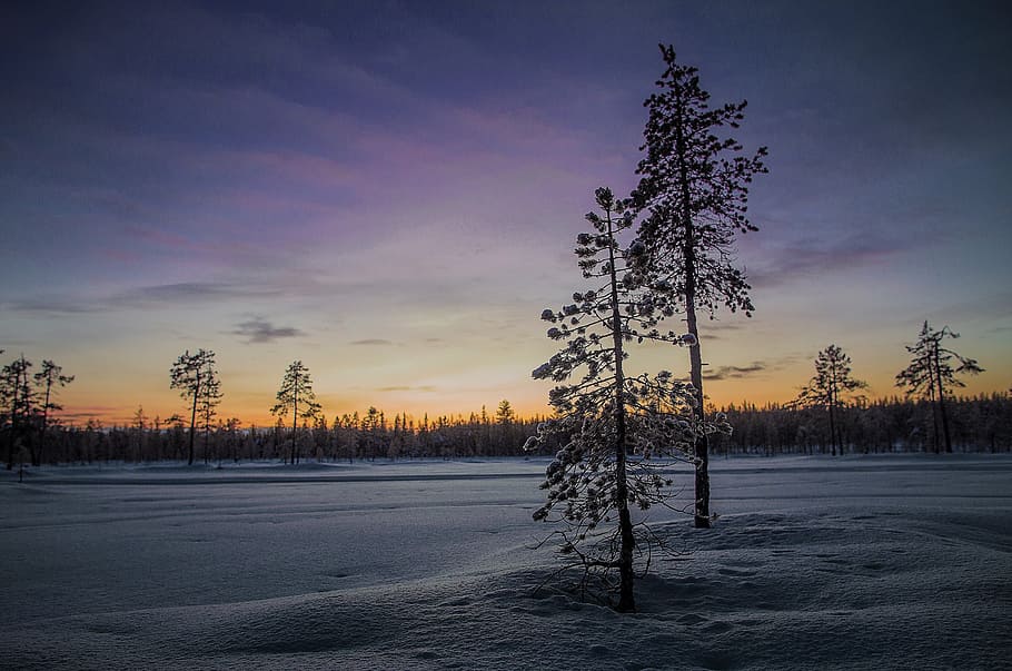 photo of trees covered on snow during twilight, winters, landscape HD wallpaper