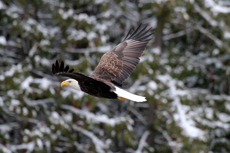 bald eagle, flying, raptor, bird, nature, wild, flight, american HD wallpaper