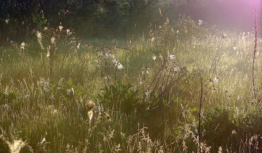 photo of green grass during daytime, Cobweb, Dawn, rosa, in the morning HD wallpaper
