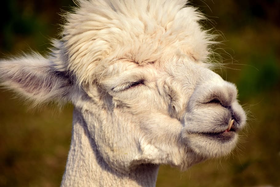 selective focus photography of llama, Alpaca, Head, Animal, Fluffy