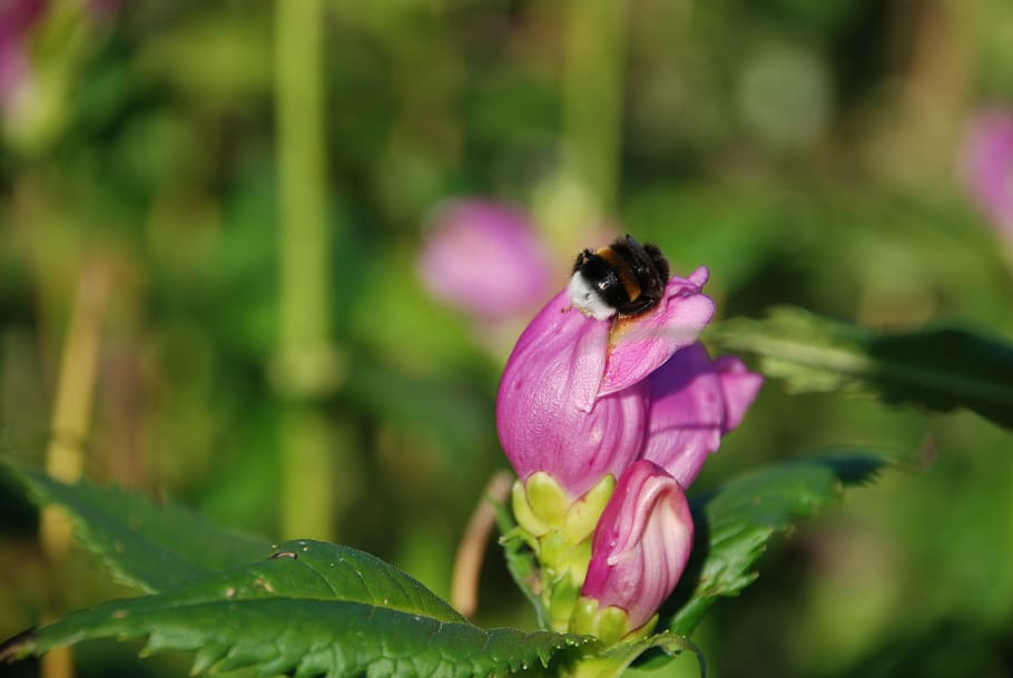 bumblebee, insect, flower, leaf, nature, green, pink, bloom HD wallpaper