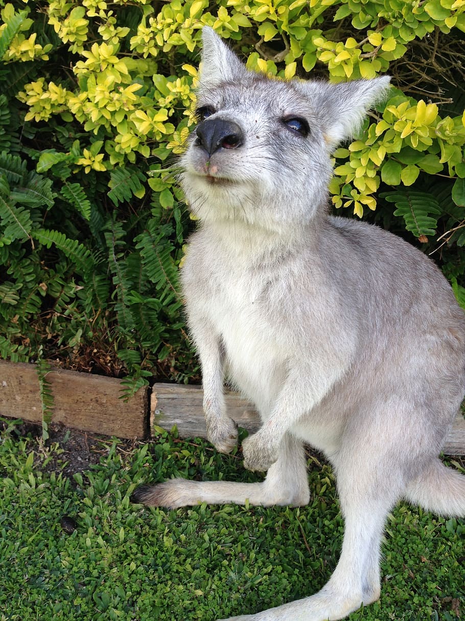 kangaroo, australia, vacations, nature, animal themes, one animal HD wallpaper
