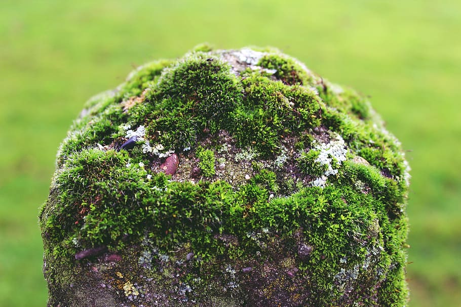 mast, stone, moss, post, fence, green, garden, nature, demarcation HD wallpaper