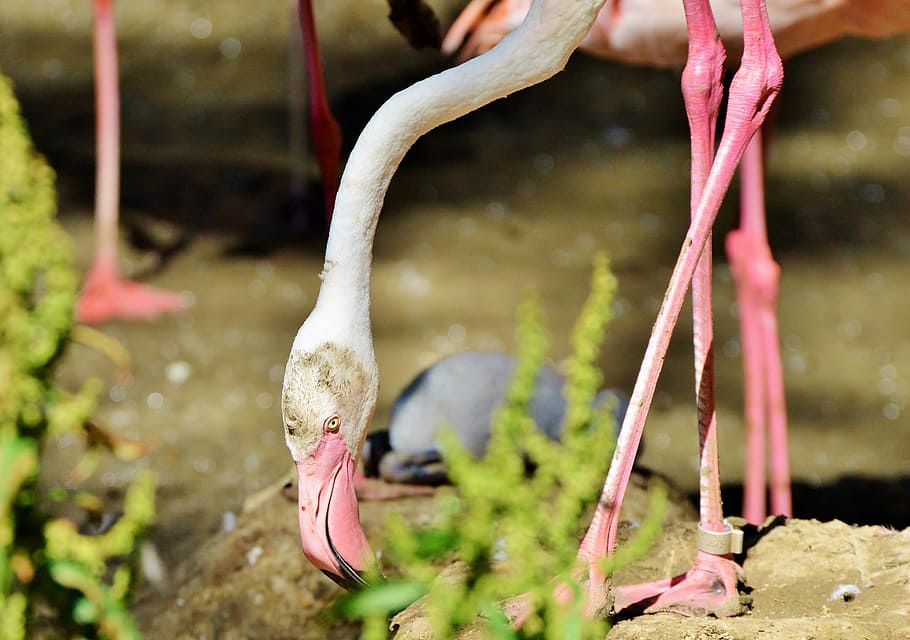 Flamingo, Bird, Pink, Plumage, bill, feather, birds, animal HD wallpaper