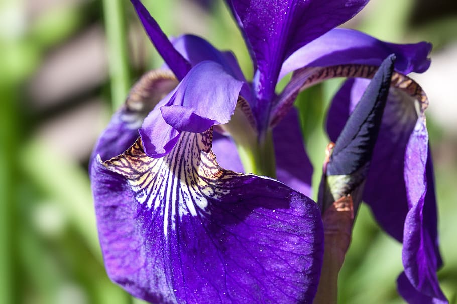iris, iris pseudacorus, purple iris, plant, iridaceae, flower HD wallpaper