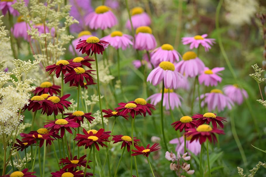 flowers, pink, spring, flowering plant, beauty in nature, fragility HD wallpaper