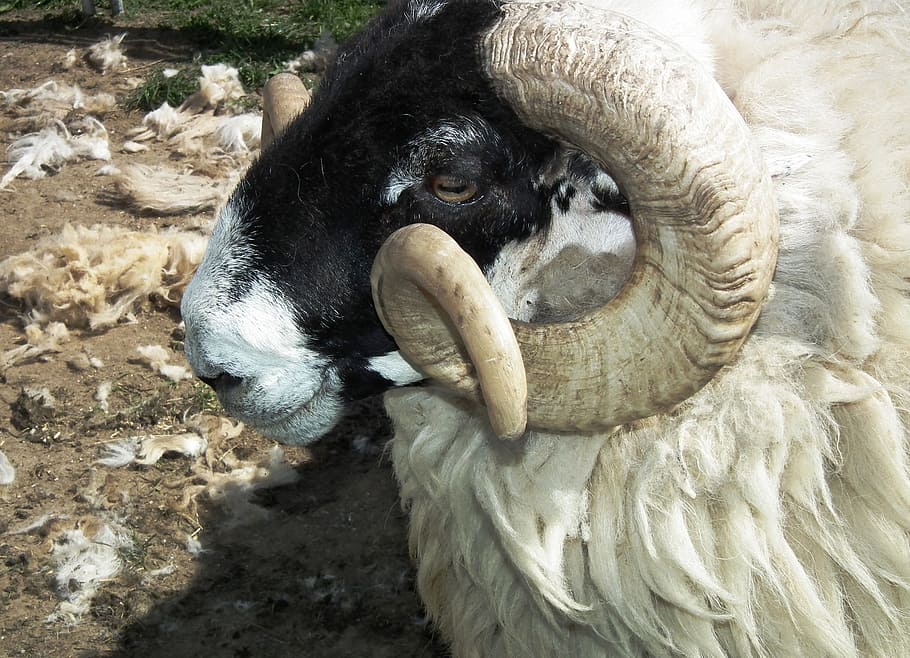 shallow focus photography of ram goat, Sheep, Wool, Ram, Head HD wallpaper