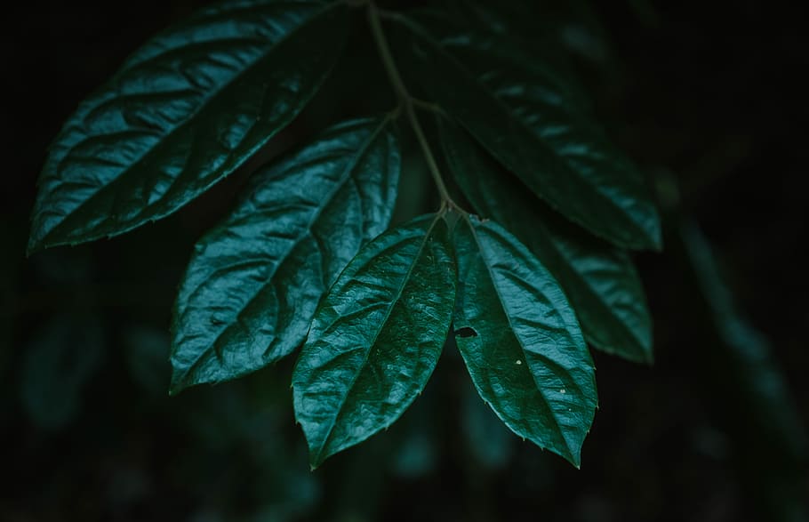 green leaf plant in closeup photography, nature, leafes, faded HD wallpaper