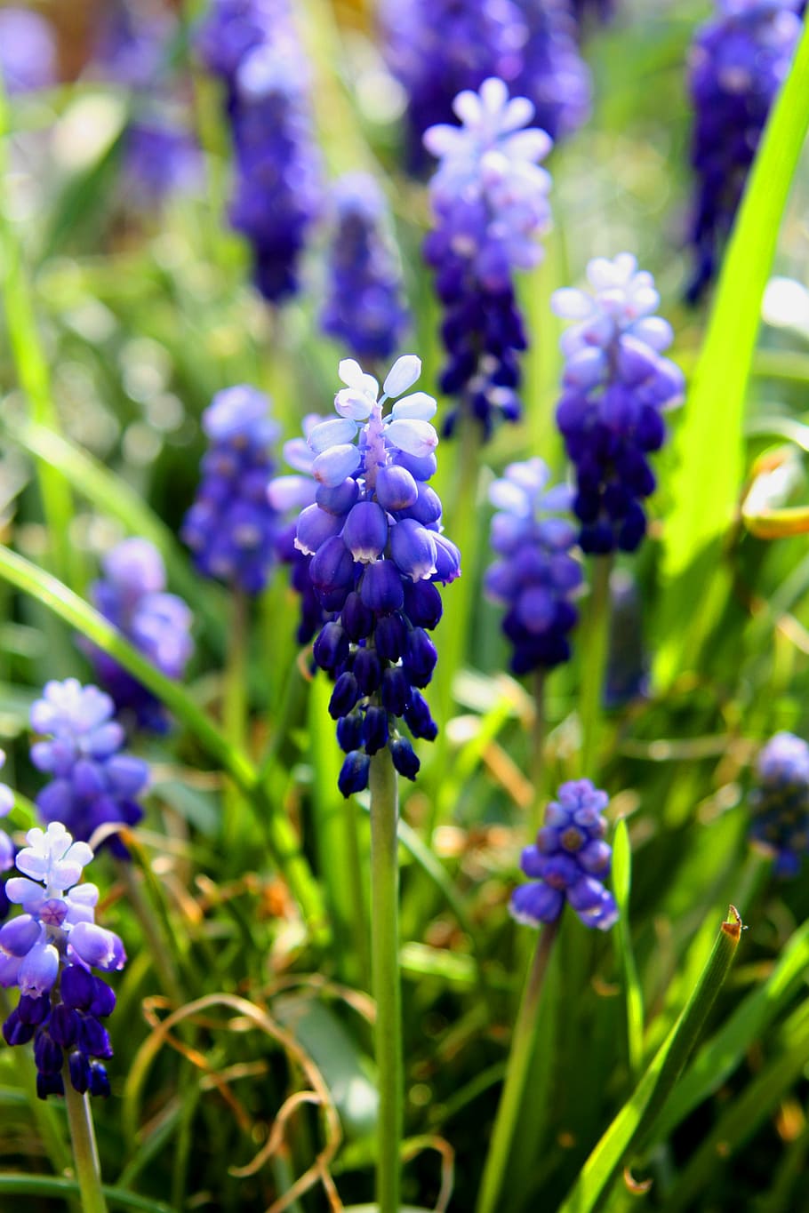 spring, flowers, blue, purple, nature, flora, garden, park HD wallpaper