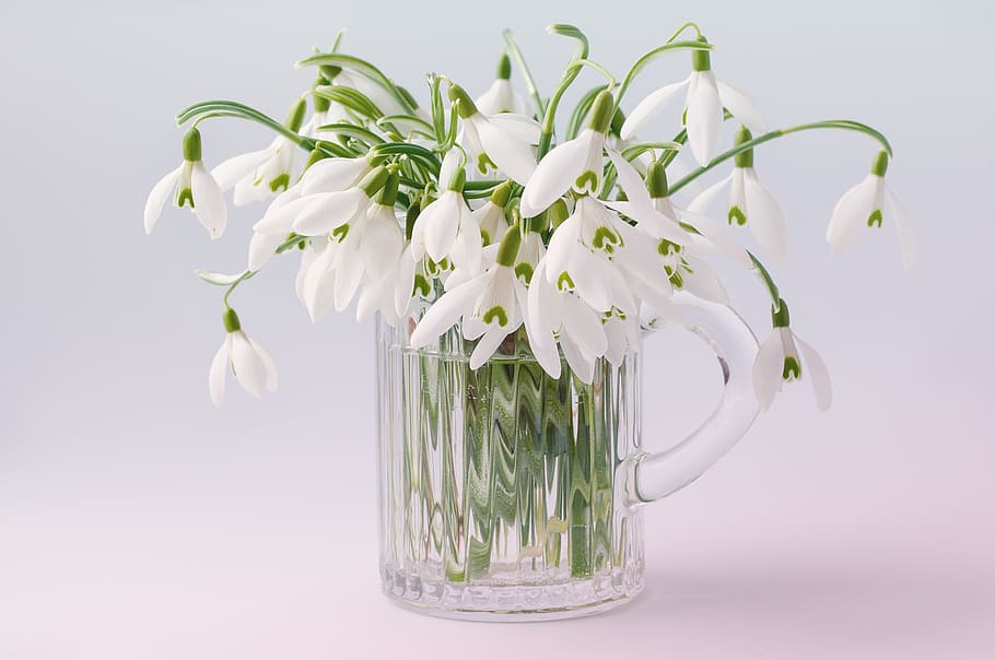 white petaled flowers in clear glass pitcher, spring flowers, HD wallpaper