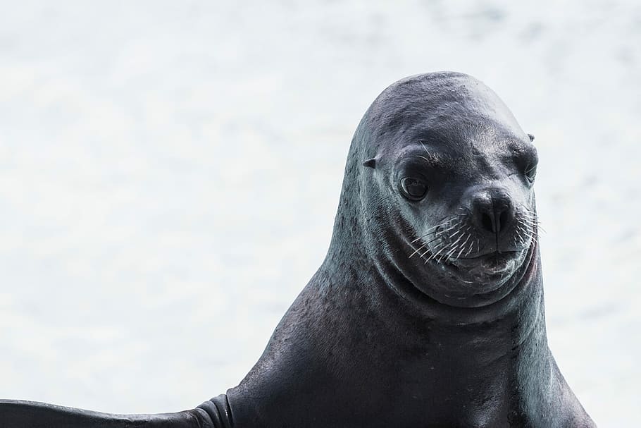 black sea lion, mammal, animal, seal - Animal, wildlife, nature, HD wallpaper