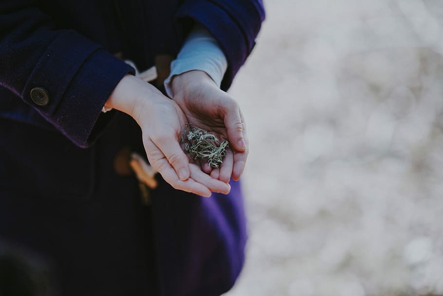 Child holding lichen, person holding grass, hand, human hand HD wallpaper