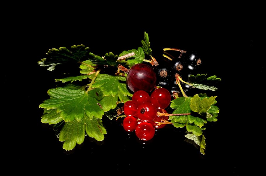 close up photo of red currant in black background, blackcurrant HD wallpaper