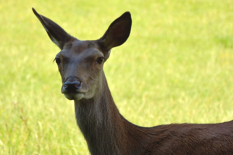 doe, red deer, wild, forest, forest animal, nature, animal world HD wallpaper