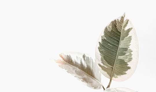 two green-and-white variegated leaves, two green leaves paintings HD wallpaper