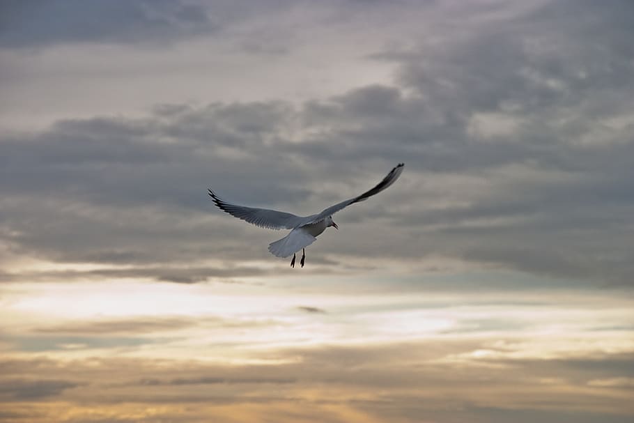 seagull, bird, fly, dom, sky, animals, harmony, cloudiness HD wallpaper
