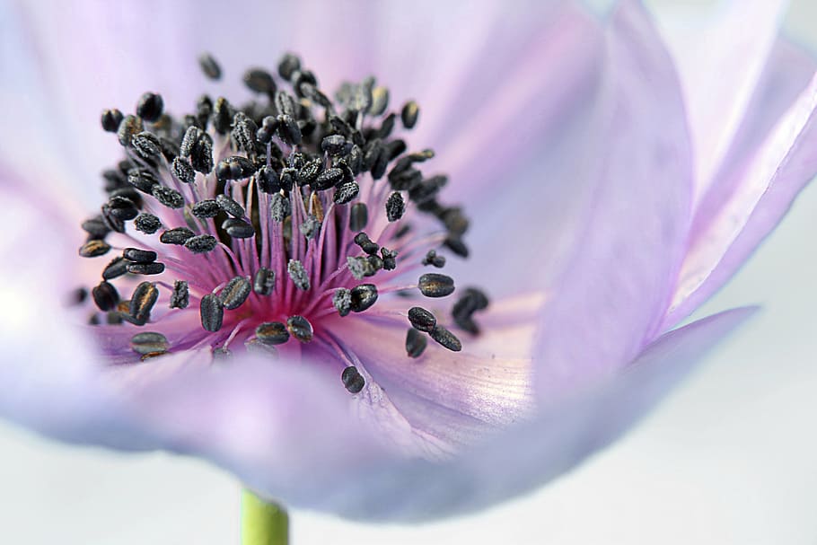 macro shot of purple flower, anemone, blossom, bloom, flowers, HD wallpaper