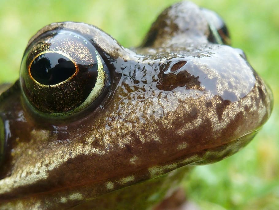 Frog, Grass, Macro, Eye, Nose, Amphibian, animals, wildlife HD wallpaper
