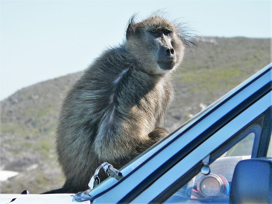 baboon on car, close, monkey, sit, animal themes, one animal HD wallpaper