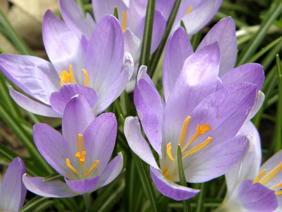 Crocus, Purple, Flowers, Spring, Bloom, nature, plant, petal HD wallpaper