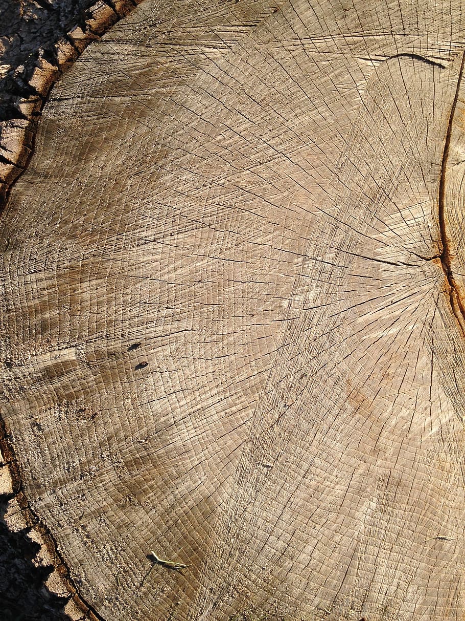 Tree Rings, Wood, Timber, Old, history, growth, bark, stump HD wallpaper