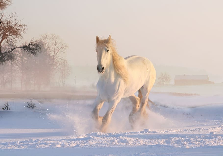 white horse running on the snow, christmas, winter, xmas, holiday