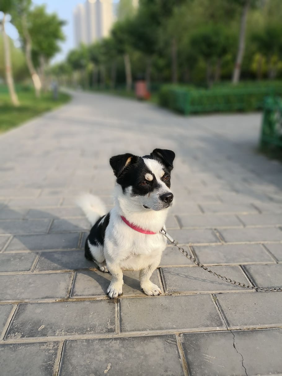 dog, collar, bricks, walkway, pet, chain, one animal, domestic HD wallpaper