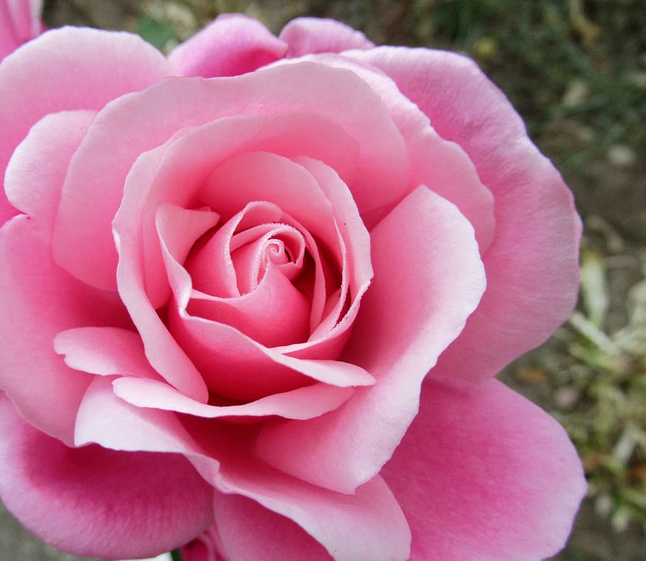 autumn, rose, open, flower, flowering plant, pink color, beauty in nature HD wallpaper