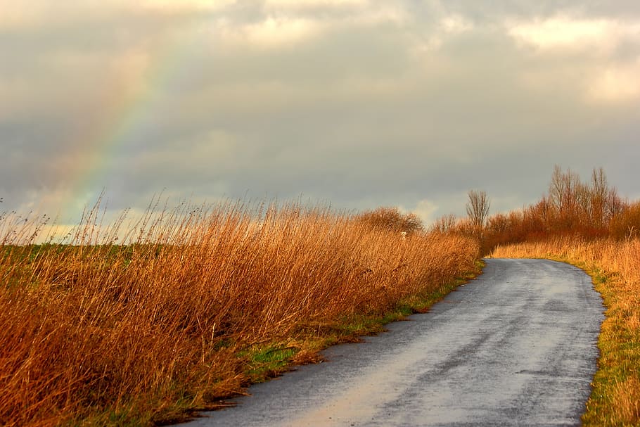 HD wallpaper: landscape photography of road, Rainbow, Away, Forest ...