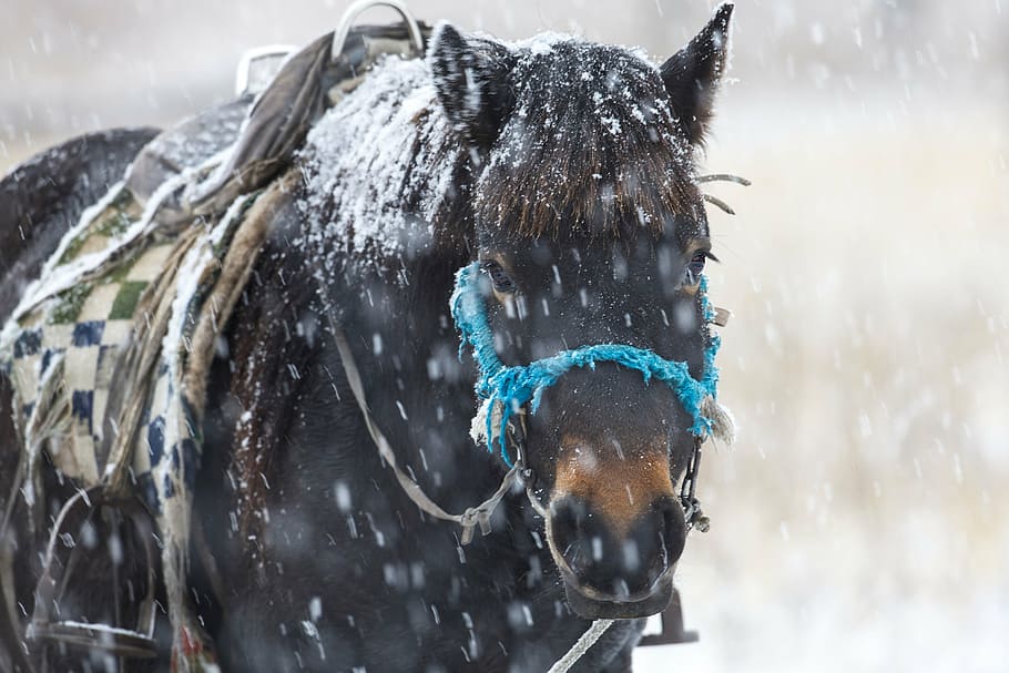 in the winter, horse, snowfall, patience, bogart village, mongolia, HD wallpaper