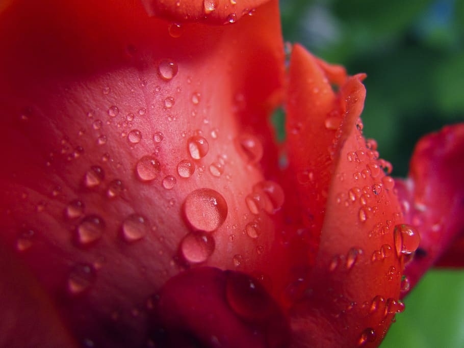 insect, bud, macro, summer, nature, beautiful, garden, petals HD wallpaper
