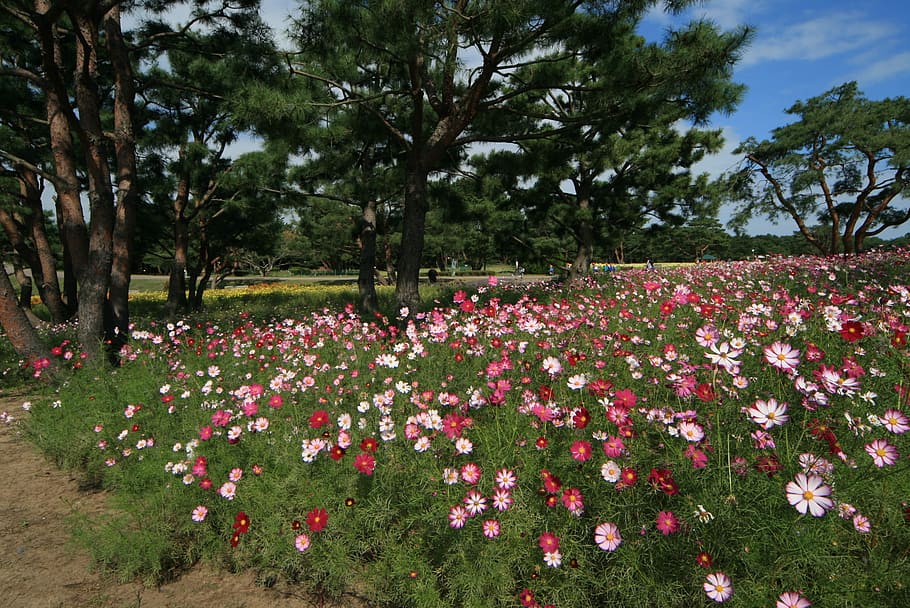Flowers, Landscape, Cosmos, tree, outdoors, day, growth, nature HD wallpaper