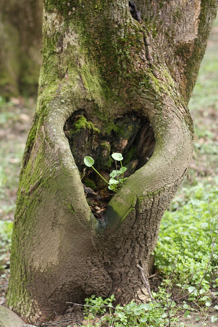 heart, tree, love, symbol, shape, love heart, nature, forest HD wallpaper