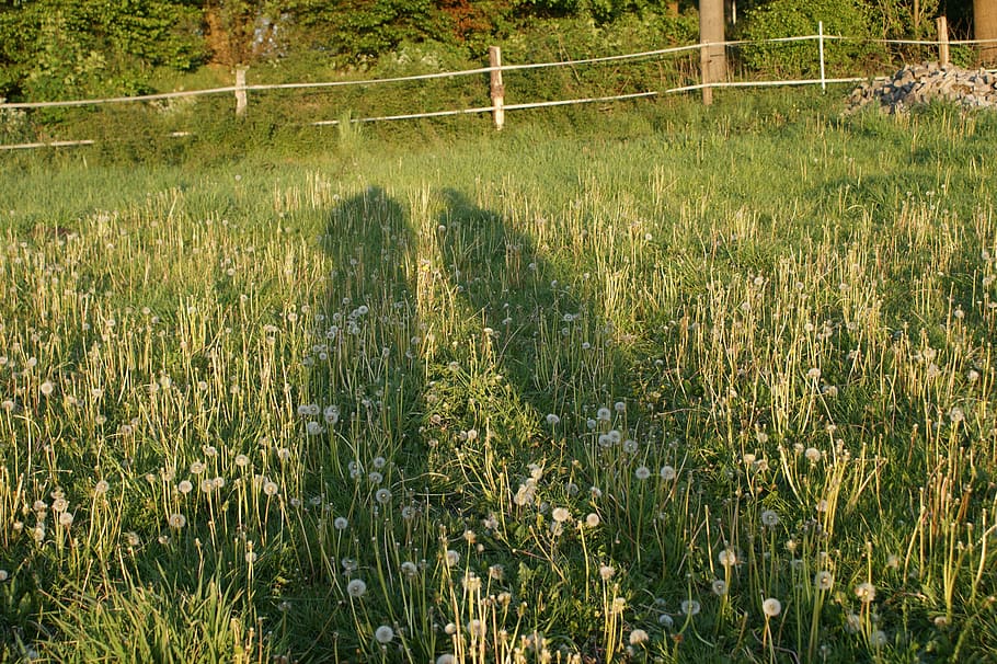 shadow, light, outline, pair, shadow play, meadow, plant, growth HD wallpaper