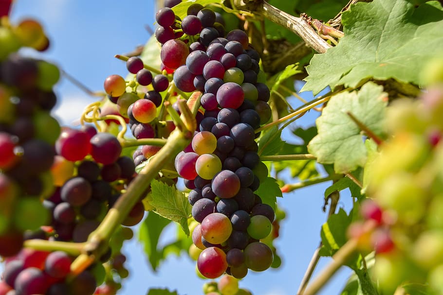 grapes, fruit, winegrowing, vine, grapevine, nature, fruits HD wallpaper